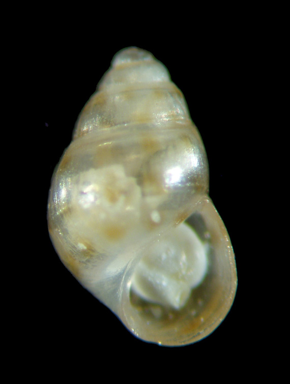 Il genere Setia e Crisilla nel Mediteraneo